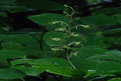 Habenaria multicaudata